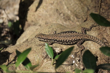 Mauereidechse Podarcis muralis