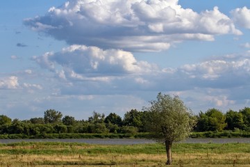 Wierzba nad rzeką na łące latem