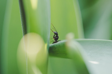 ant