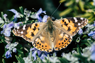 butterfly on flower