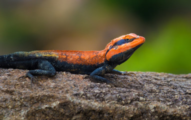 Peninsular Rock Agama lizard sitting on the rock in its natural habitat.