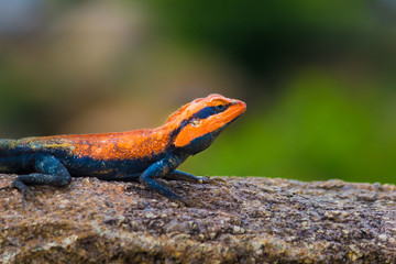 Peninsular Rock Agama lizard sitting on the rock in its natural habitat.