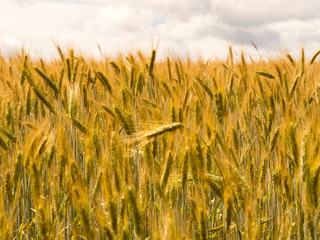 Field of ripening wheat. The expanse of field and sky. Cereal crop