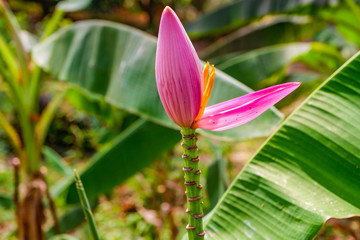  pink flowering banana with leaves and tree