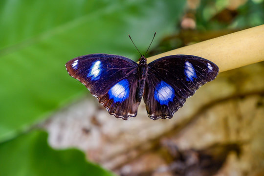 male great eggfly butterfly (Hypolimnas bolina), beautiful black and white spot on wings butterfly seated on the green leaf 