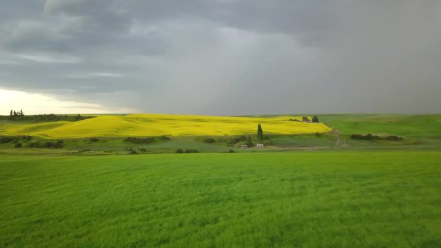 Palouse Yellow Green Conola 