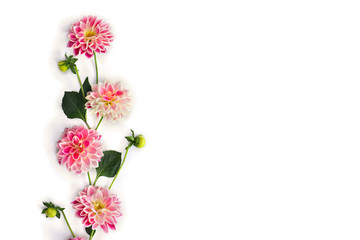 Dahlia flowers on a white background with space for text. Top view, flat lay