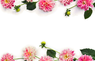 Frame of dahlia flowers on a white background with space for text. Top view, flat lay