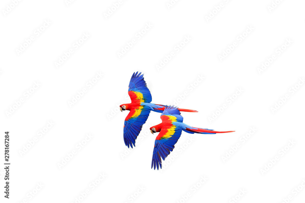 Wall mural The scarlet macaw (Ara macao) flying  with white background. Macaw pair flying isolated.