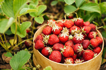  Box of strawberries in a garden