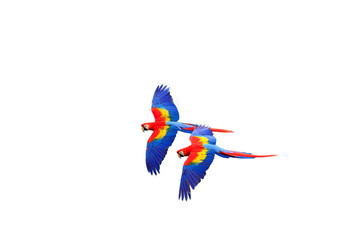 The scarlet macaw (Ara macao) flying  with white background. Macaw pair flying isolated.