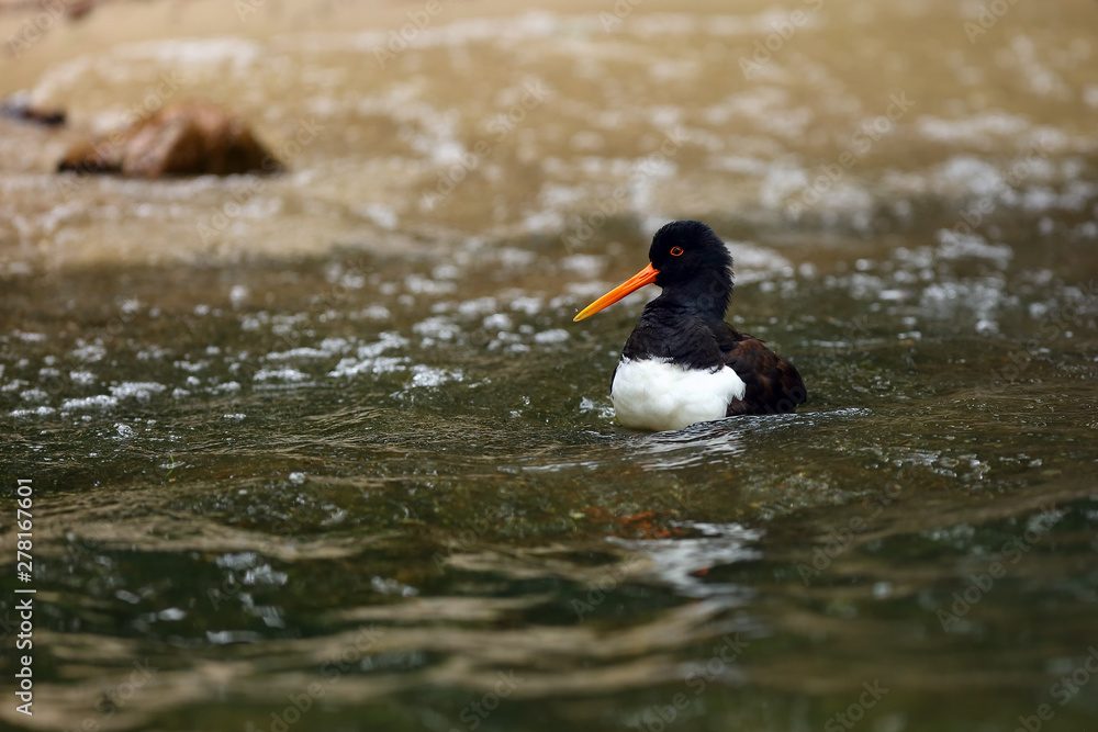 Wall mural The Eurasian oystercatcher (Haematopus ostralegus) also known as the common pied oystercatcher, or palaearctic oystercatcher,[2] or (in Europe) just oystercatcher  in the wave.