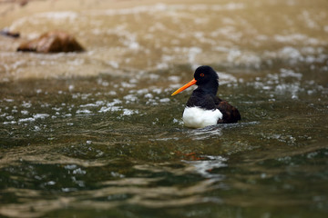 The Eurasian oystercatcher (Haematopus ostralegus) also known as the common pied oystercatcher, or palaearctic oystercatcher,[2] or (in Europe) just oystercatcher  in the wave.