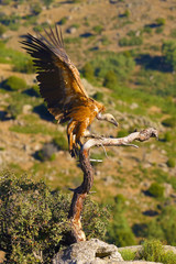 The griffon vulture (Gyps fulvus) sitting on the branch with colorful background. Vulture with mountains in the background.Big vulture with spread wings.