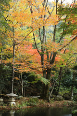 紅葉　岐阜公園の紅葉　岐阜城の紅葉　金華山の紅葉