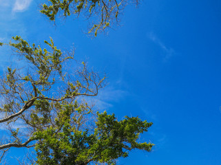 Tree blue sky, top  against on summer day
