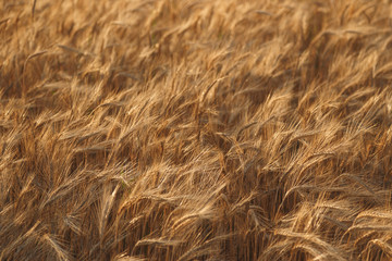 Golden field of wheat background. Harvest of wheat