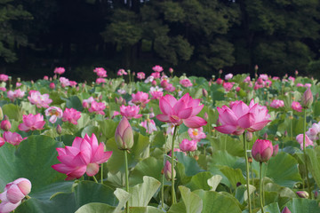 古河市　古河公方公園の大賀ハス