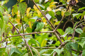 Long-tailed Broadbill sticking on branches