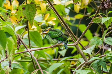 Long-tailed Broadbill sticking on branches