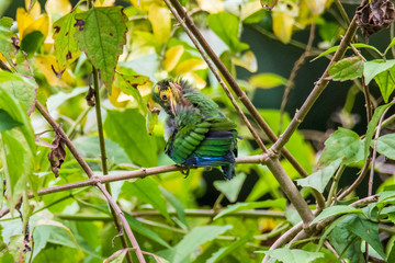 Fototapeta premium Long-tailed Broadbill sticking on branches
