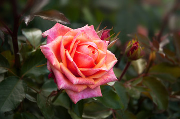 A gorgeous pink rose on a bush blooms in the evening garden. Selective focus.