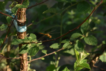 Cats, dogs and dragonfly