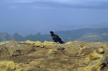Ethiopia.  Symanski mountains. White-cheeked Raven. 