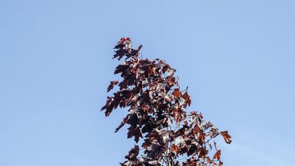 Dark maple tree on a blue sky background