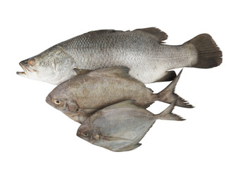 Fish isolated on the white background, seafood concept