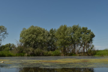 swamp and beautiful views next to it