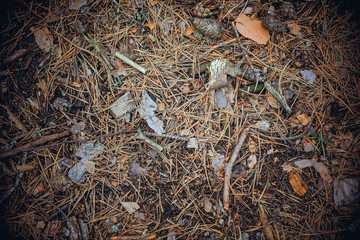 Forest surface of the earth wrapped with needles in sheets