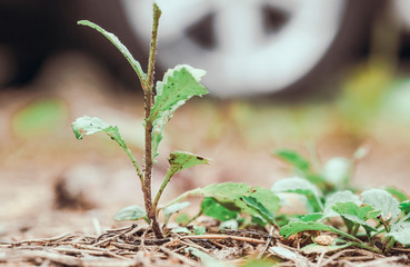 plant leaves blurred background with highlights