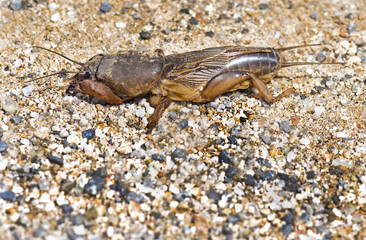 European mole cricket, Gryllotalpa gryllotalpa