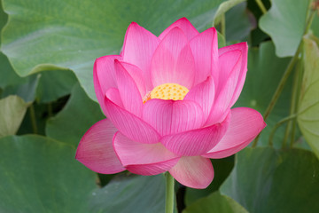 古河市　古河公方公園の大賀ハス