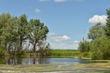 swamp and beautiful views next to it