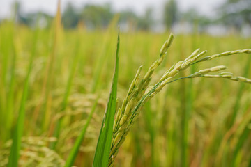 Fototapeta na wymiar Green rice field background