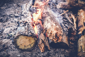 bonfire in the forest. burning logs