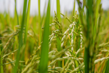 Green rice field background