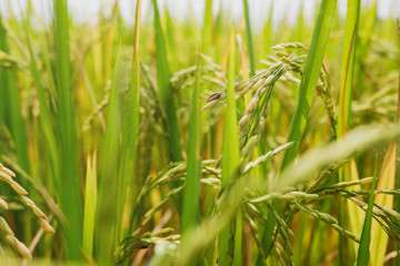 Green rice field background