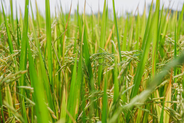 Green rice field background