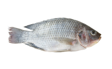 Tilapia fish isolated on white background
