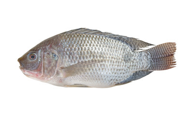Tilapia fish isolated on white background