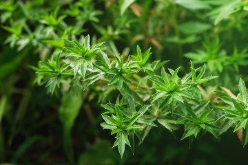 Stink weed or Eryngium flower. Green vegetable flower. Green flower of Culantro. Sawtooth coriander. Long coriande. Green vegetable