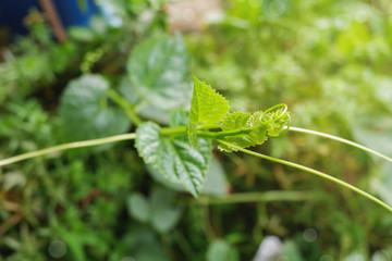 Top leaf of Organic Chayote with selective focus. Green leaves vegetable. Sechium edule. 