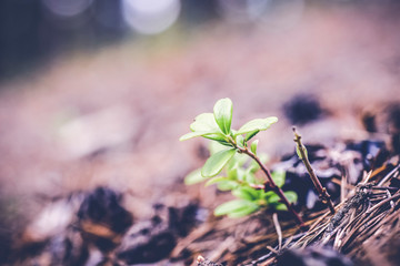 cowberry leaves on a fabulous blurred background with highlights