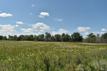 Green field and blue sky