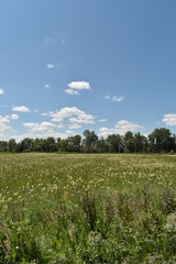 Green field and blue sky