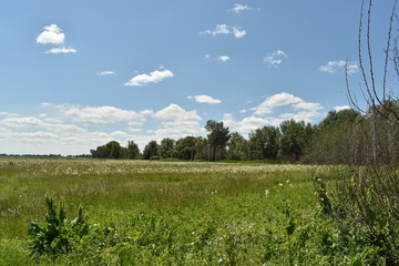Green field and blue sky