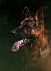 portrait of a german shepherd dog on the grass